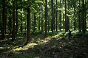 Une forêt calme et harmonieuse - Photo de runda choo sur https://unsplash.com/fr/photos/la-lumiere-du-soleil-filtre-a-travers-une-canopee-forestiere-dense-sur-le-sol-1sHTZCst4ik