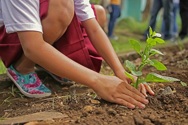 une enfant plante un petit arbre en terre - Image par Rommel Diaz de Pixabay