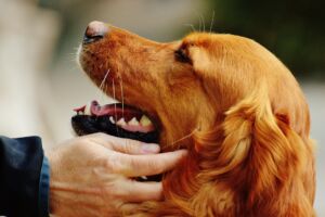 Un maître caresse son chien qui le regarde avec amour - Image by Alexa from https://pixabay.com/photos/irish-setter-love-for-animals-stroke-1342252/