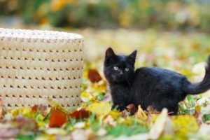 un chaton noir - Photo by Maksym Diachenko on Unsplash