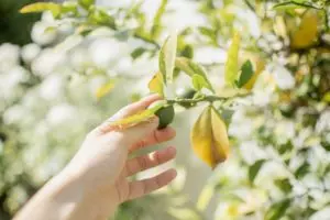 Une main se tend vers un jeune citron sur l'arbre - Photo by Chandra Oh on Unsplash