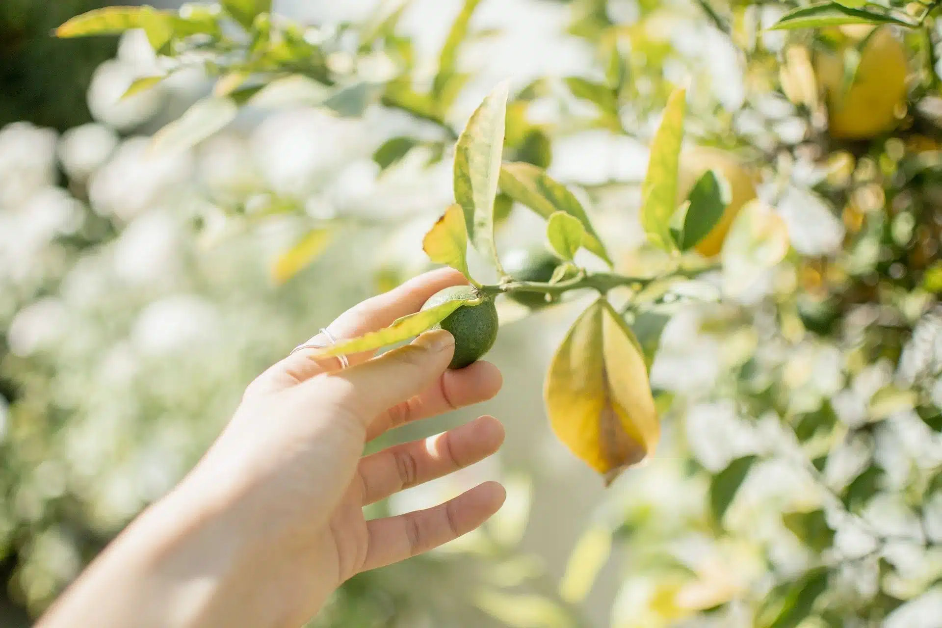 Une main se tend vers un jeune citron sur l'arbre - Photo by Chandra Oh on https://unsplash.com/fr/photos/photographie-selective-de-fruits-verts-ronds-wQQ9MC83Nog