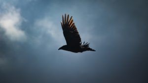 un oiseau vole sur un fond de ciel nuageux - Photo by Greg Rosenke on Unsplash