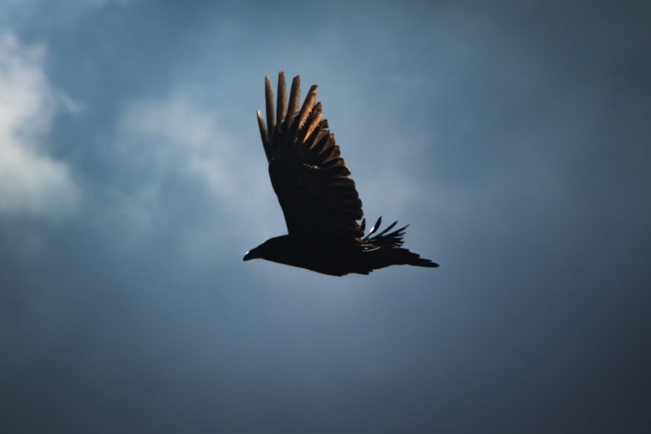 un oiseau vole sur un fond de ciel nuageux - Photo by Greg Rosenke on https://unsplash.com/fr/photos/oiseau-noir-volant-sous-le-ciel-bleu-pendant-la-journee-Y8QpNeHFGno
