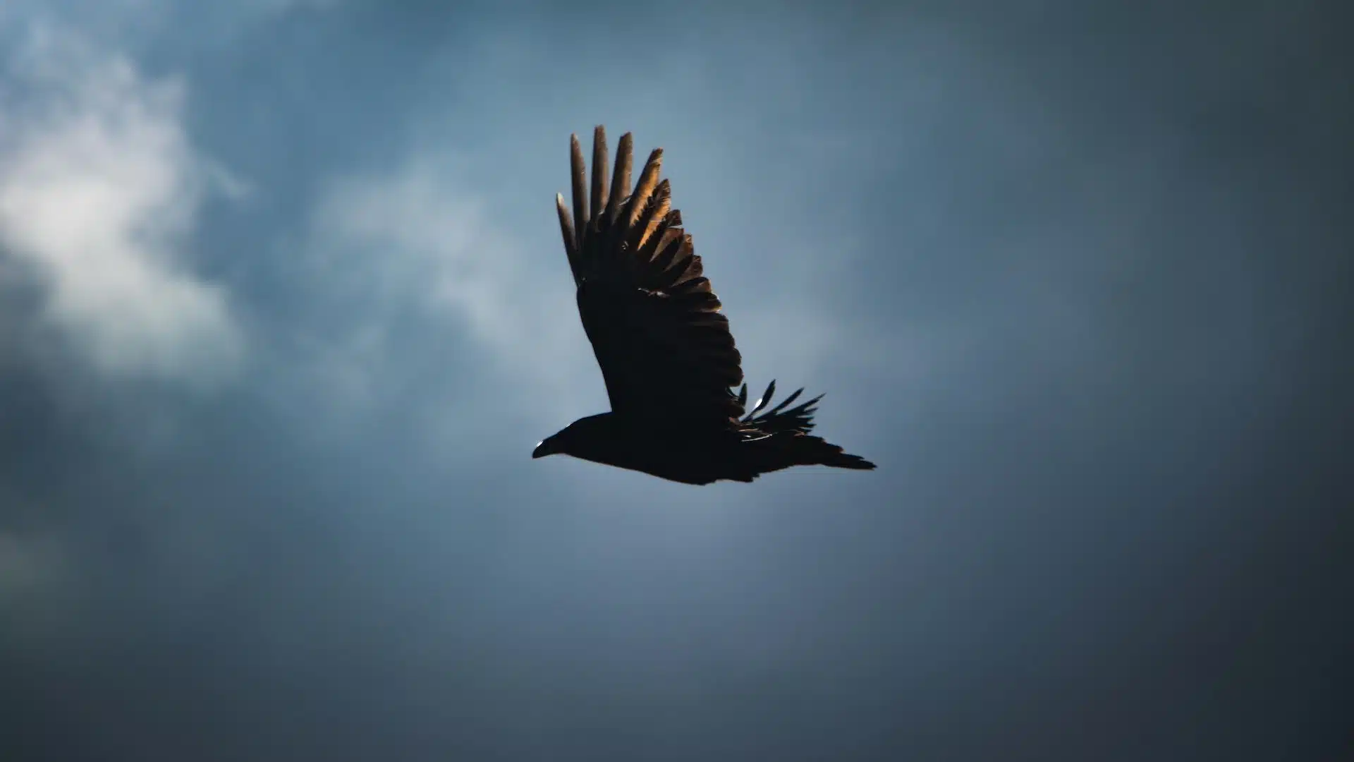 un oiseau vole sur un fond de ciel nuageux - Photo by Greg Rosenke on https://unsplash.com/fr/photos/oiseau-noir-volant-sous-le-ciel-bleu-pendant-la-journee-Y8QpNeHFGno