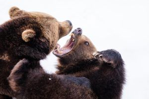 combat de deux ours - Photo by Zdeněk Macháček on Unsplash