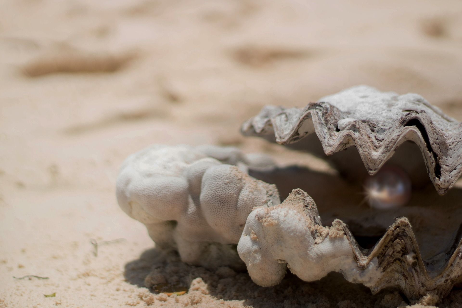 une huitre entrouverte laisse apparaître une perle - Image par Schäferle de https://pixabay.com/fr/photos/coquille-perle-pr%C3%A9cieux-lueur-1972980/