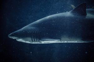 un requin en eau sombre - Photo by Greg Jeanneau on Unsplash