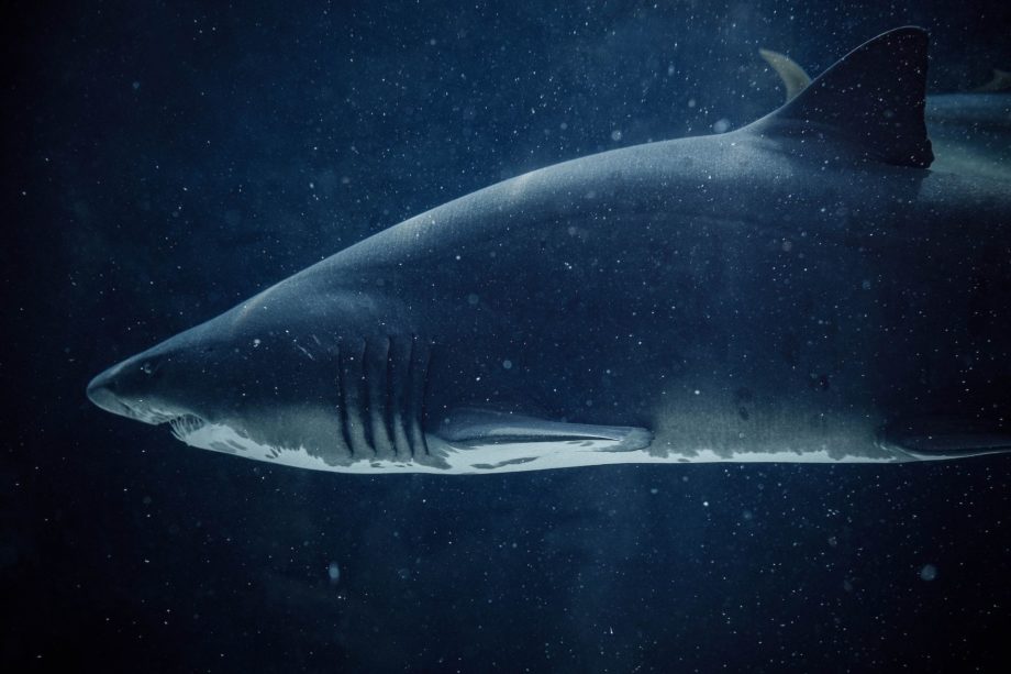 un requin en eau sombre - Photo by Greg Jeanneau on https://unsplash.com/fr/photos/requin-noir-et-blanc-sous-leau-ZUSyn7L6o68