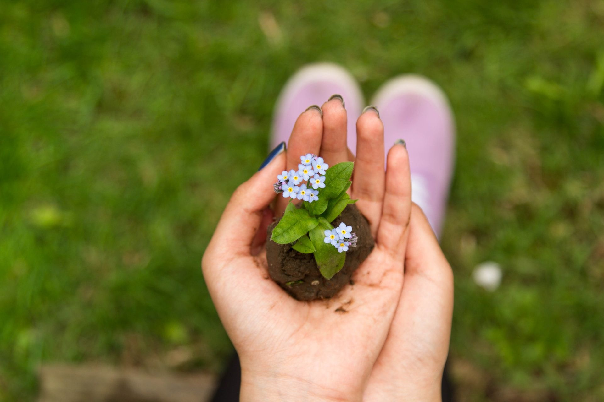 main ayant receuilli une motte de terre avec des petites fleurs - Photo by Tom Ezzatkhah on https://unsplash.com/fr/photos/personne-tenant-une-fleur-a-petales-blancs-0JbiBIHmQtE