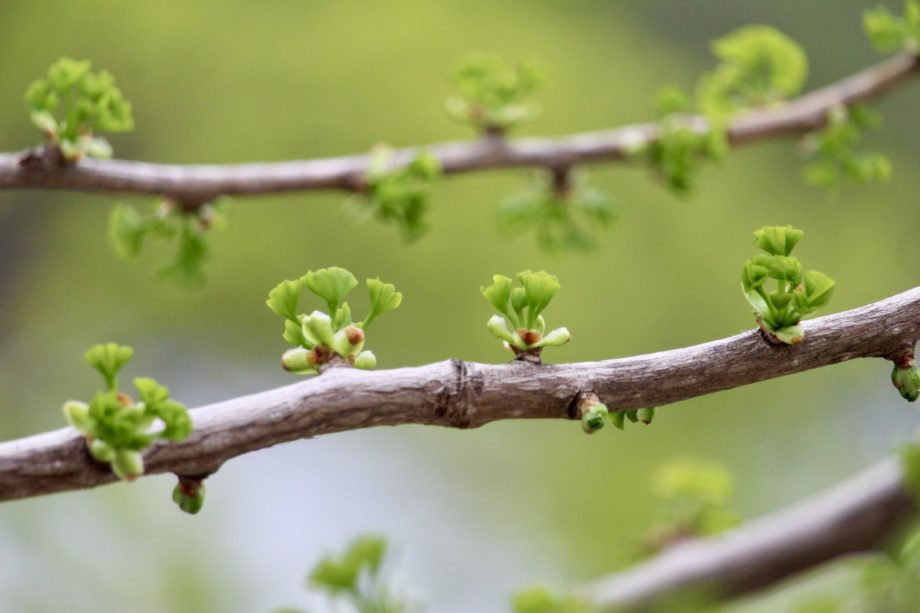 jeunes pousses de printemps sur une branche - Photo by Christina Winter on Unsplash