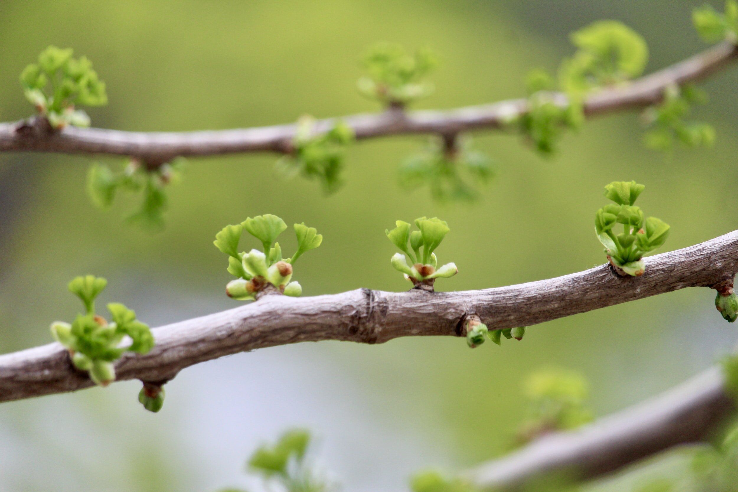 jeunes pousses de printemps sur une branche - Photo by Christina Winter on Unsplash