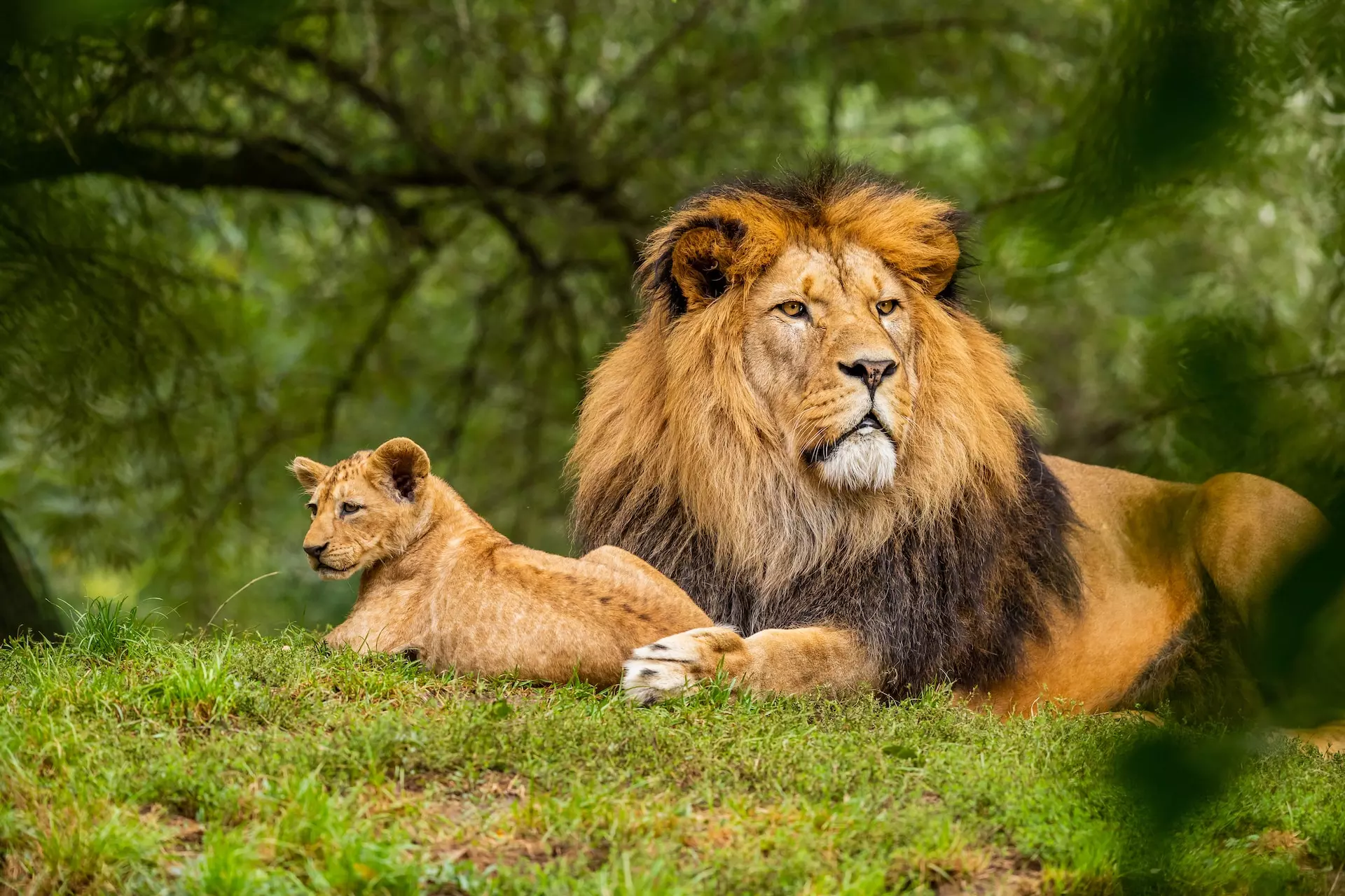 un lion et un lionceau - Photo by Zdeněk Macháček on https://unsplash.com/fr/photos/lion-brun-sur-un-champ-dherbe-verte-UxHol6SwLyM