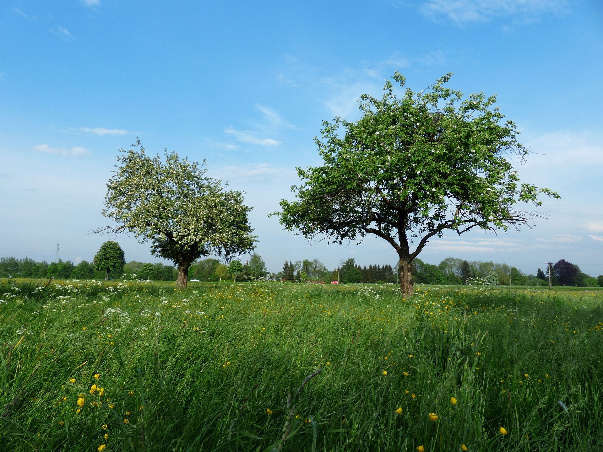 deux pommiers dans un champ - Image par Hans Braxmeier de Pixabay