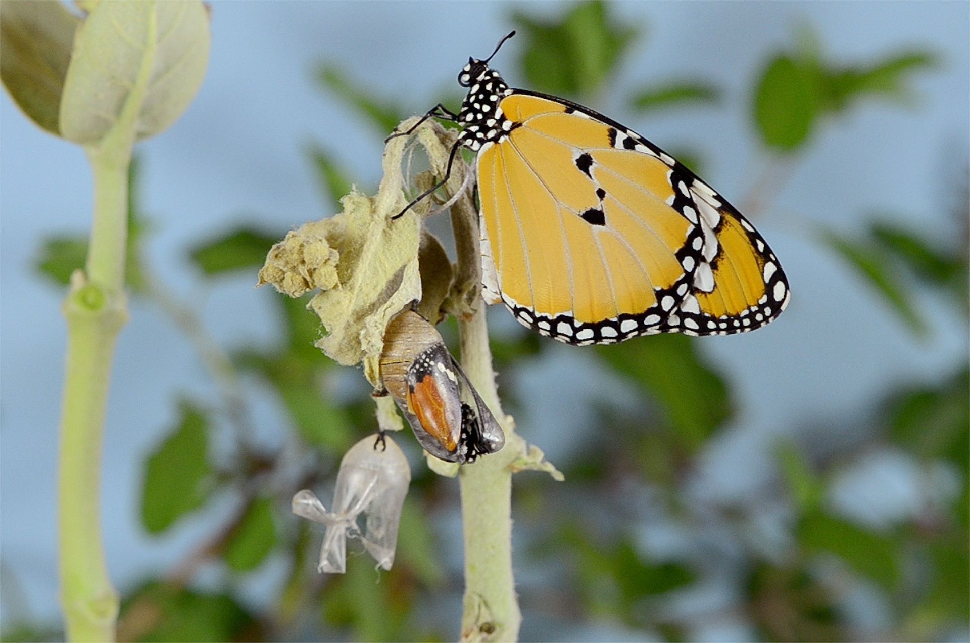 papillons sortant de leur chrysalide - Photo by Bankim Desai on https://unsplash.com/fr/photos/Byhp06klOjk