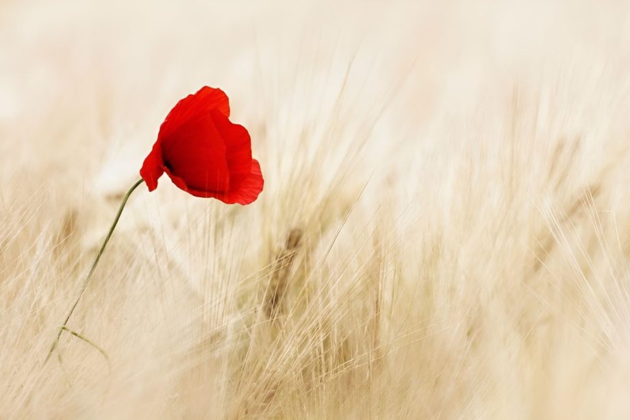 un coquelicot dans un champ de blé mur - Image par Ralf Kunze de Pixabay