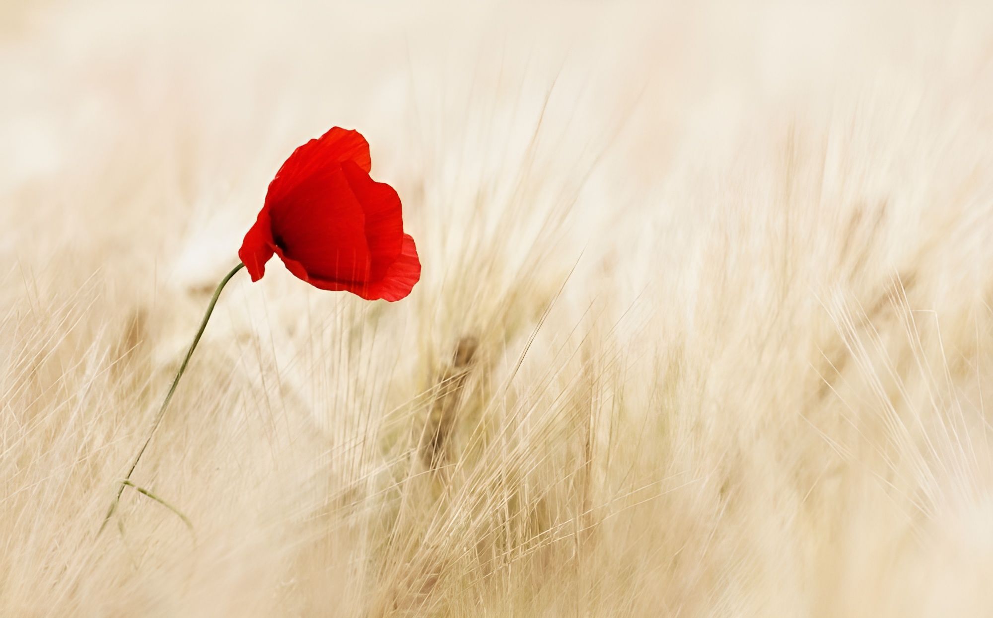 un coquelicot dans un champ de blé mur - Image par Ralf Kunze de Pixabay