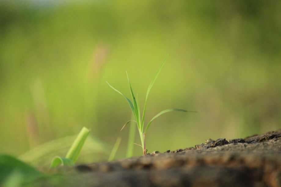 Une jeune pousse - Photo de Lay Naik sur https://unsplash.com/fr/photos/herbe-verte-sur-sol-brun-ISKYPfRAXfg