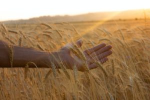 champ de blé avec une main qui frôle les épis - Photo by Sasun Bughdaryan on Unsplash