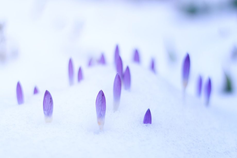 crocus perce neige - Photo de Johannes Plenio sur https://unsplash.com/fr/photos/MVr6pgZzlbY