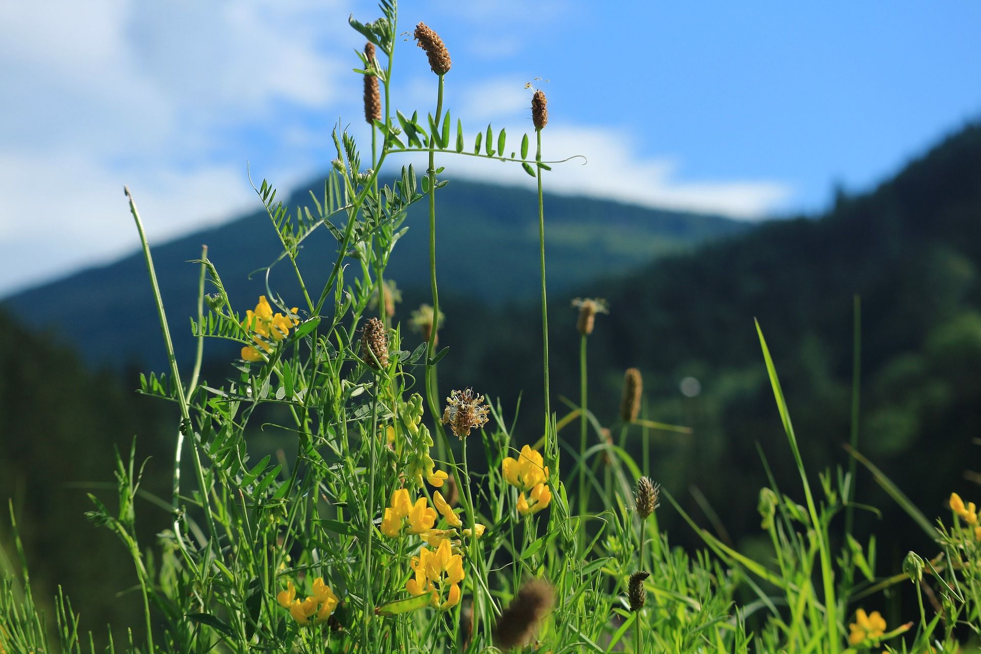 fleurs jaunes sur fond de montagnes - Image par Elsemargriet de https://pixabay.com/fr/photos/fleurs-alpines-meadow-6845846/