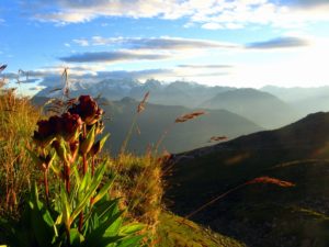 fleur en montagne avec coucher de soleil - Image par Florence D. de Pixabay 