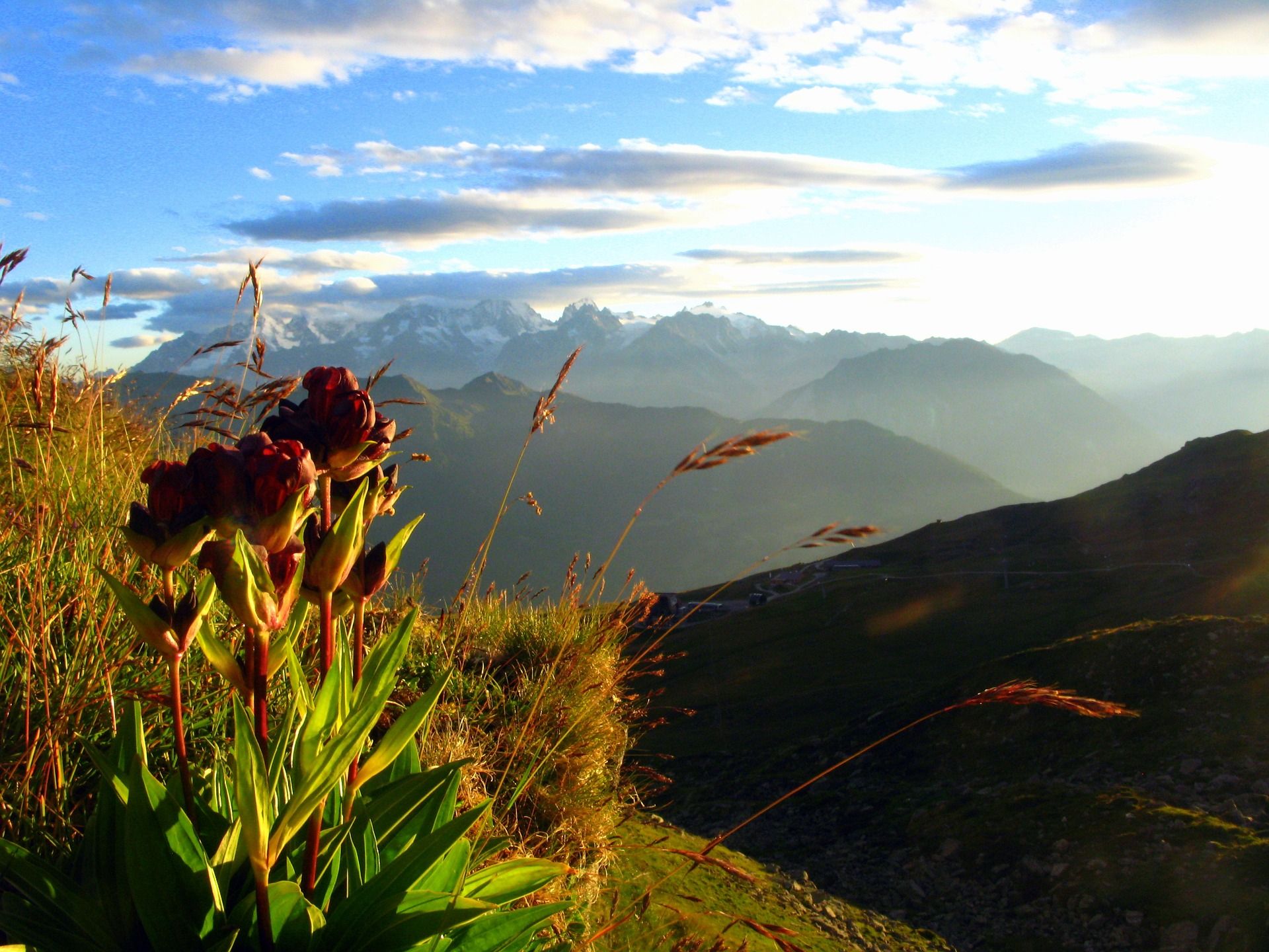 fleur en montagne avec coucher de soleil - Image par Florence D. de https://pixabay.com/fr/photos/alpes-fleur-montagne-ski-l%C3%A9ger-2947165/