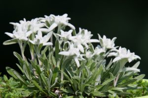 edelweiss sur fond noir - Image par Nutze die Bilder respektvoll! Use my pictures respectfully! de Pixabay