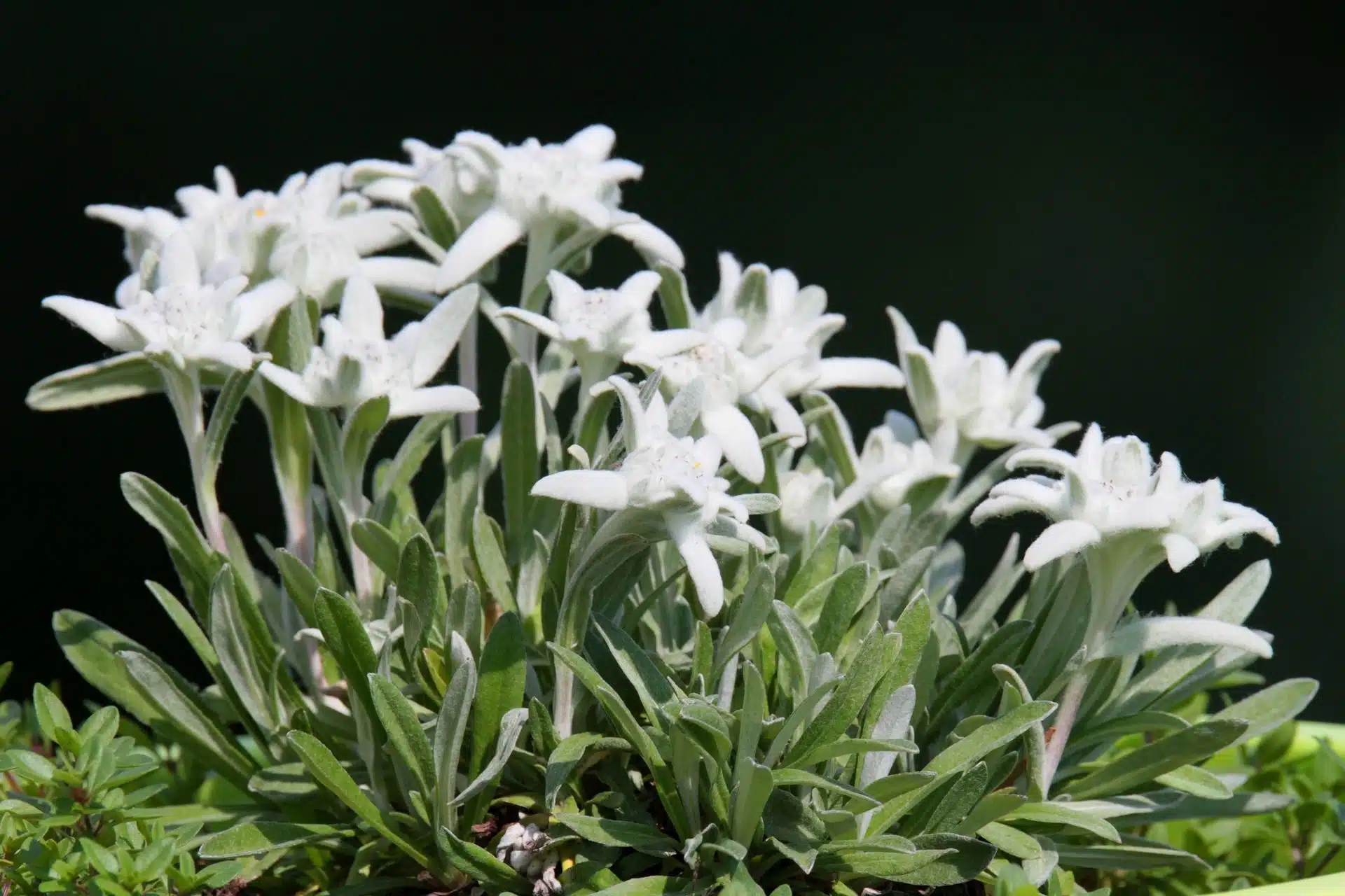 edelweiss sur fond noir - Image par Nutze die Bilder respektvoll! Use my pictures respectfully! de https://pixabay.com/fr/photos/edelweiss-alpes-fleur-alpine-3424452/
