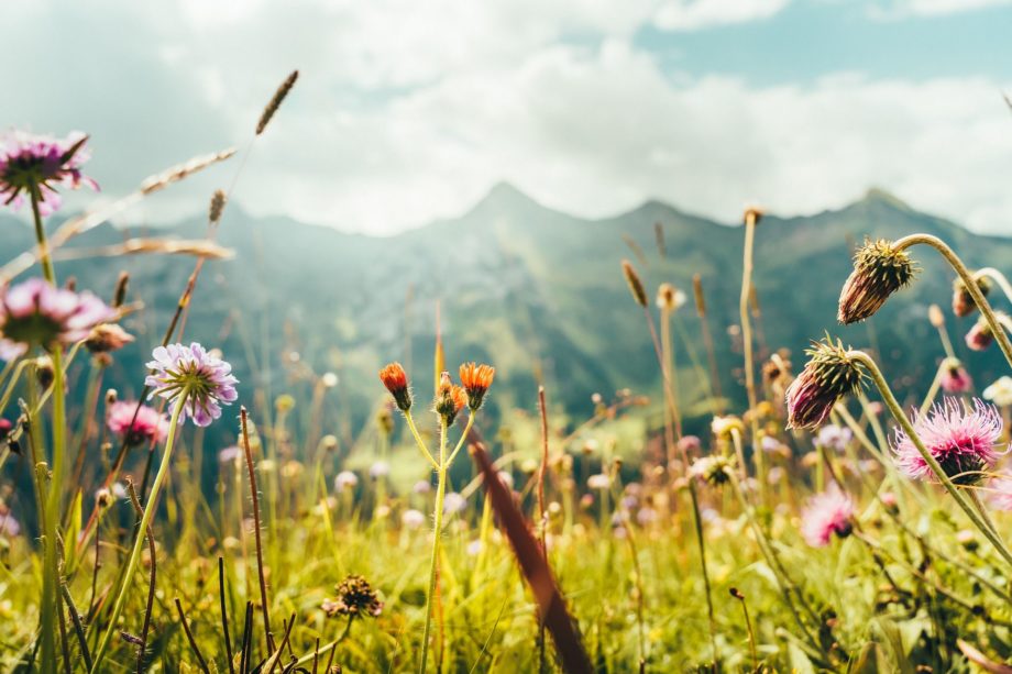 fleurs de montagne dans le soleil - Image par RayMark de Pixabay