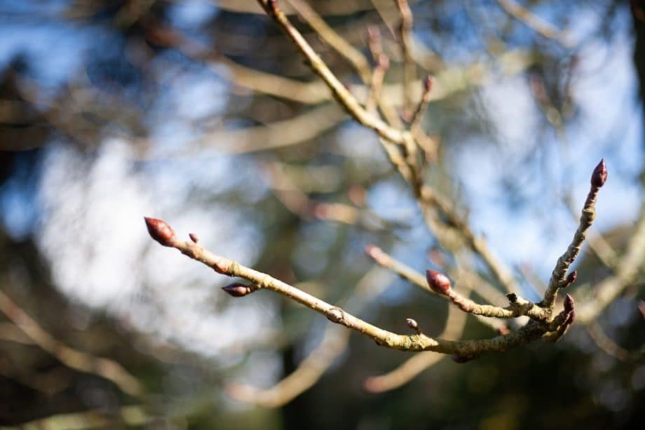 branche d'arbre avec de petits bourgeons - Photo by Grigorii Sukhorukov on https://unsplash.com/fr/photos/IYO4MQ46SYE