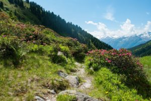 chemin dans les alpages - Image par Eva Schmidseder de https://pixabay.com/fr/photos/montagnes-relever-la-nature-paysage-1511940/