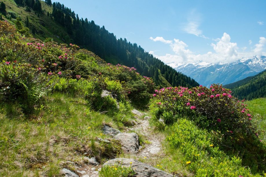 chemin dans les alpages - Image par Eva Schmidseder de https://pixabay.com/fr/photos/montagnes-relever-la-nature-paysage-1511940/