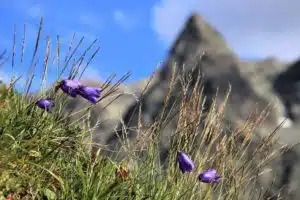 petites fleurs violettes avec une montagne en arrière plan - Image par pasja1000 de Pixabay