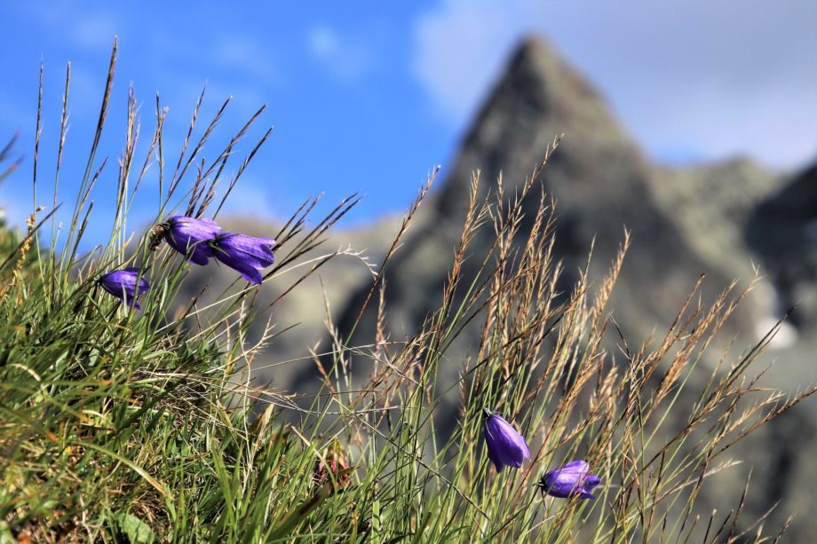 petites fleurs violettes avec une montagne en arrière plan - Image par ❄️♡💛♡❄️ Julita ❄️♡💛♡❄️ de https://pixabay.com/fr/photos/montagnes-la-hauteur-de-la-l%C3%A9t%C3%A9-3561950/