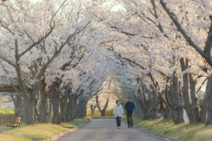 couple marchant côte à côte sous des cerisiers en fleurs - Image par morn in japan de Pixabay 