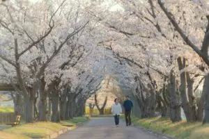 couple marchant côte à côte sous des cerisiers en fleurs - Image par morn in japan de Pixabay 