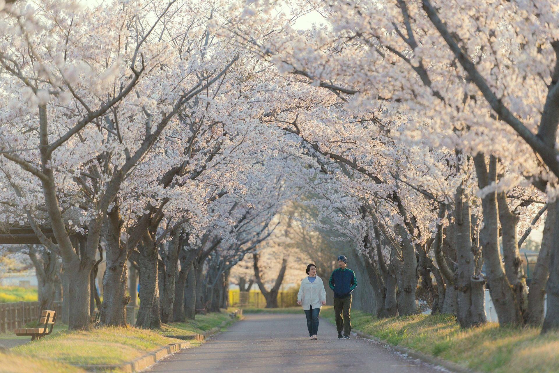 couple marchant côte à côte sous des cerisiers en fleurs - Image par morn in japan de https://pixabay.com/fr/photos/coupler-en-marchant-arbres-de-sakura-5832308/