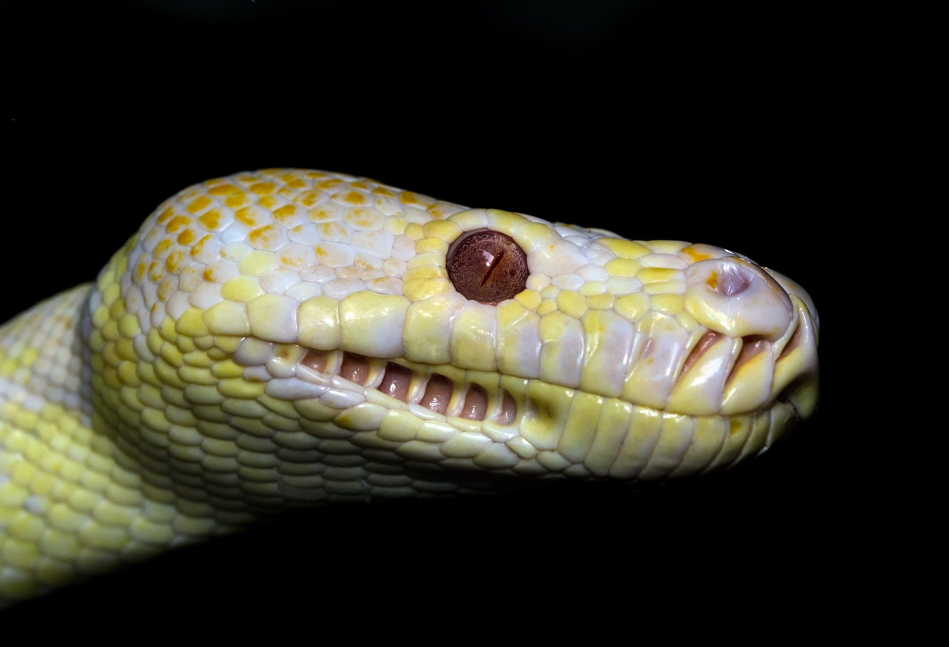tête de serpent bizare - Photo by David Clode on https://unsplash.com/fr/photos/qORaE9FkcL0