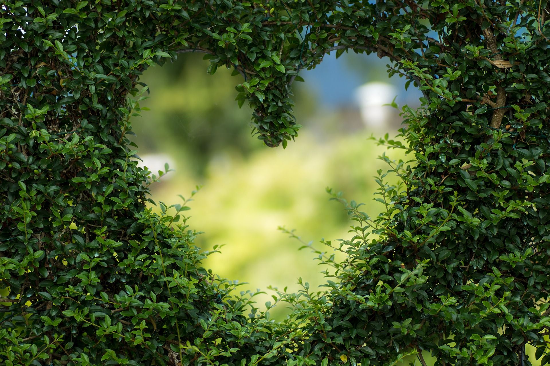 haie de buis taillée avec une ouverture en forme de coeur sur https://pixabay.com/fr/photos/c%C5%93ur-feuilles-feuillage-jardin-1192662/