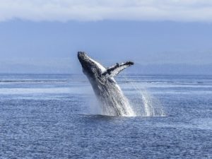 Une baleine à bosse saute en l'air - Image par Brigitte Werner de Pixabay