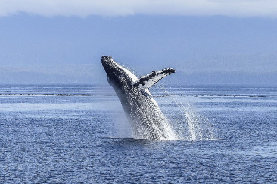 Une baleine à bosse saute en l'air - Image par Brigitte Werner de https://pixabay.com/fr/photos/baleine-%C3%A0-bosse-spectacle-naturel-436120/