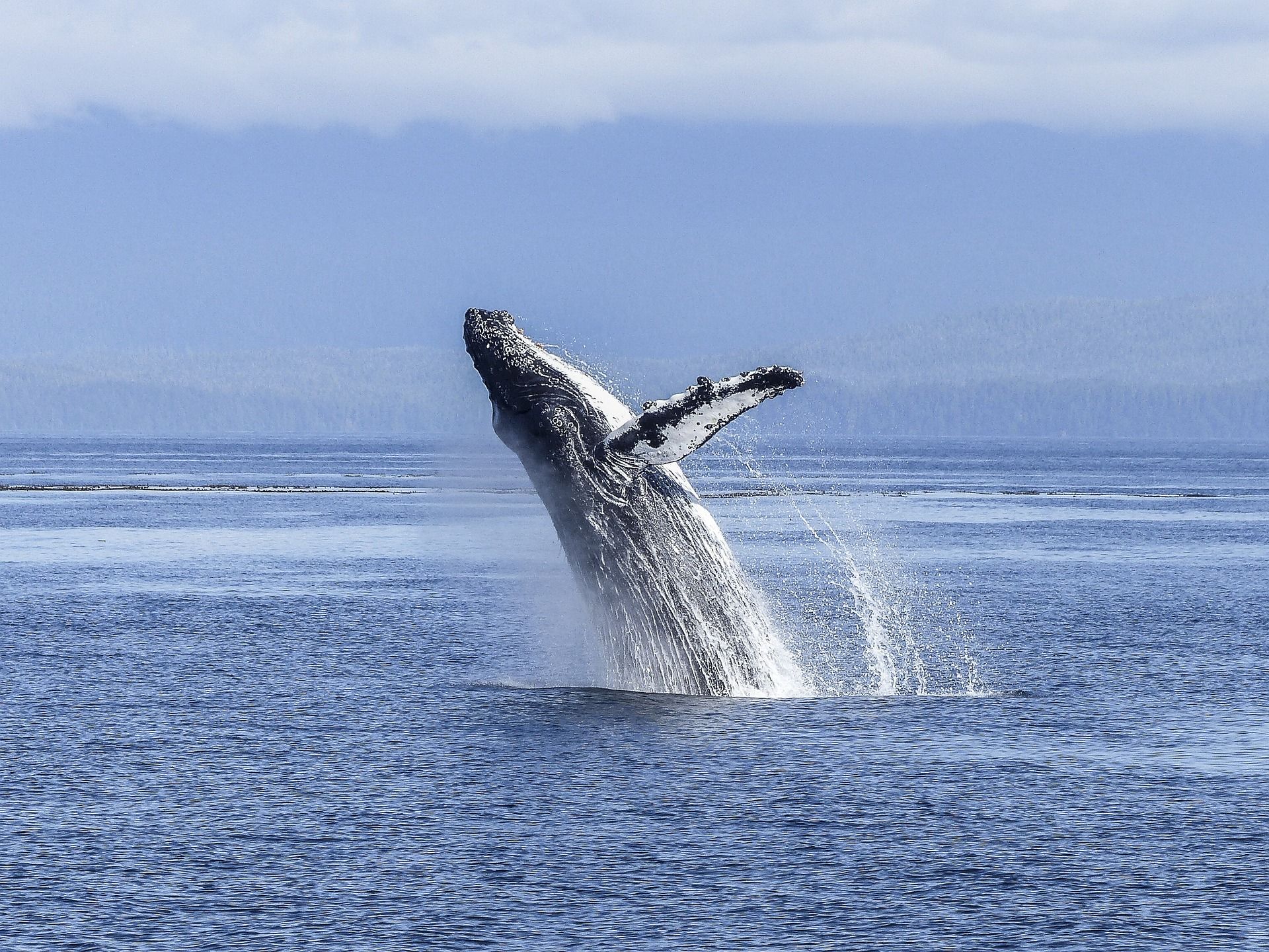Une baleine à bosse saute en l'air - Image par Brigitte Werner de https://pixabay.com/fr/photos/baleine-%C3%A0-bosse-spectacle-naturel-436120/