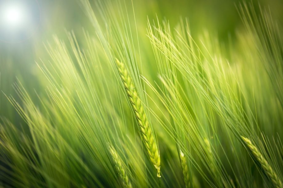 du blé vert en gros plan - Photo by Luca on https://unsplash.com/photos/iLiH-IjkWxQ