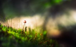 petit champignon dans un sous bois - Photo by Marek Piwnicki on https://unsplash.com/photos/9uxBkNccTac 