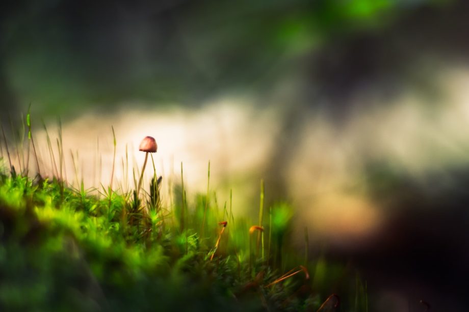 petit champignon dans un sous bois - Photo by Marek Piwnicki on https://unsplash.com/photos/9uxBkNccTac