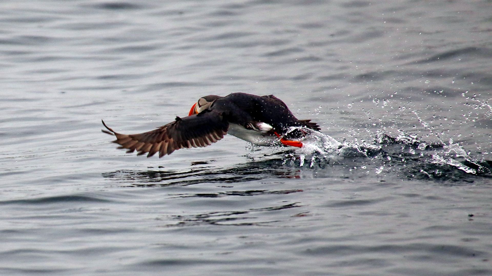 Un oiseau décolle depuis la surface de l'eau - Photo de Mark König sur https://unsplash.com/fr/photos/NIU1mtlI0uM