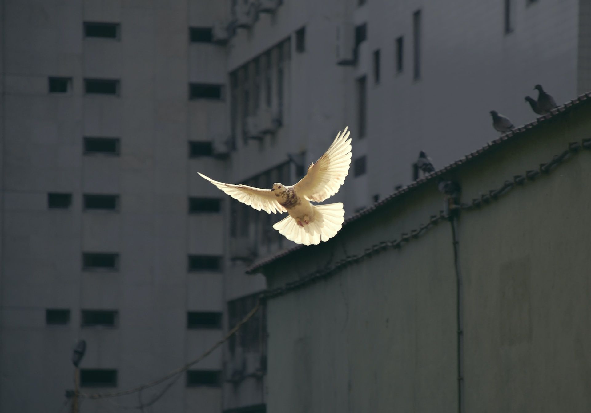 une colombe en pleine lumiÃ¨re sur un fond d'immeubles sombres - Photo de Sunguk Kim sur https://unsplash.com/fr/photos/JhqBxsORuXA
