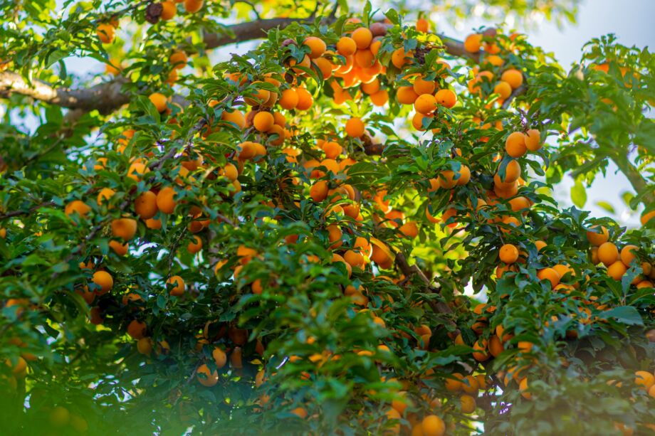 arbre portant du fruit, un abricotier en pleine saison - Photo de Elena Mozhvilo sur https://unsplash.com/fr/photos/fruits-oranges-sur-leau-pendant-la-journee-cw_X61p8TVg