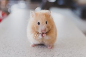 Un hamster avec ses pattes comme en prière - Photo de Ricky Kharawala sur https://unsplash.com/fr/photos/adK3Vu70DEQ 